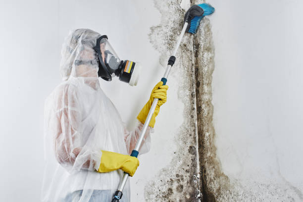 Trusted Gardere, LA Mold Removal Experts