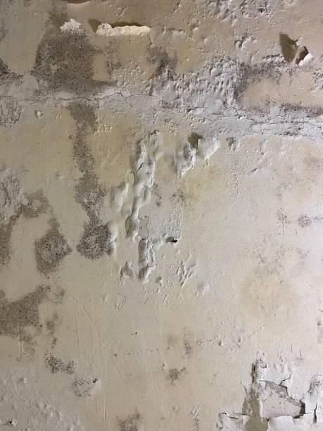 Best Professional Mold Removal  in Gardere, LA