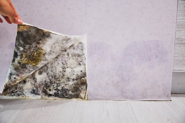 Best Commercial Mold Removal  in Gardere, LA